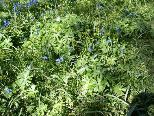 Preview of imgp4386.jpg