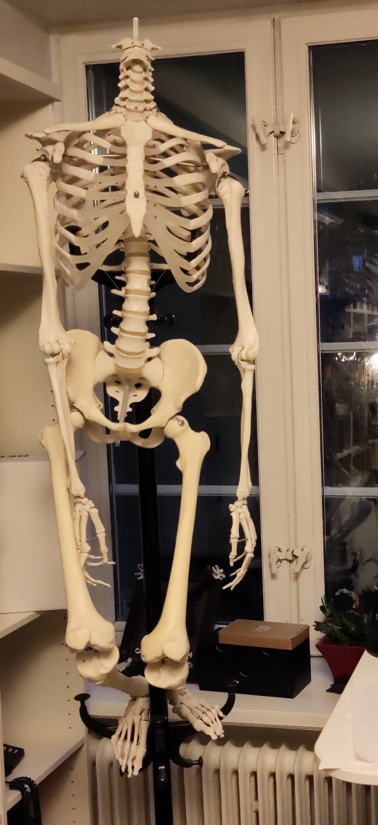 A plastic model of a skeleton hanging on a coathanger